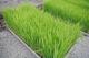 第4回お田植え祭 午前9時から (場所:道の駅「通潤橋」前