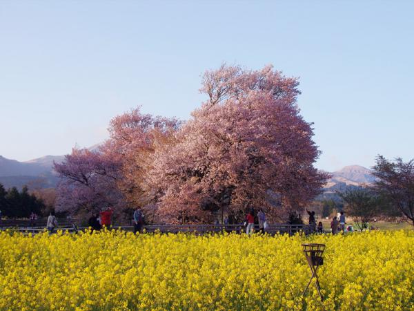 一心行の大桜