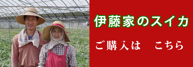 産地直送熊本県産すいか（伊藤家のスイカ）ご購入こちら